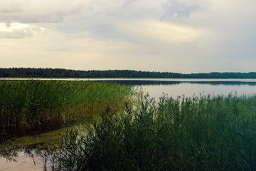 Beautiful view of the lake with reeds. Summer time in the morning