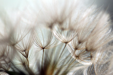 Verblühter Wiesenbocksbart