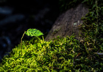 One small green leaf on a twig close up against a background of moss. Ecology concept. Selective focus. Copy space. Botany