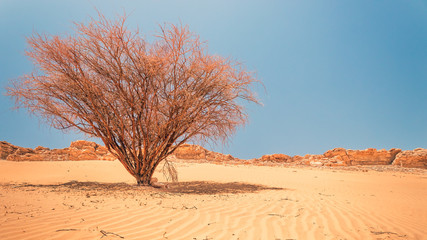 Fototapeta premium tree in the sand dunes