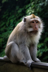 The Ubud Monkey Forest is a nature reserve and Hindu temple complex in Ubud, Bali, Indonesia. Macaca, macaque.