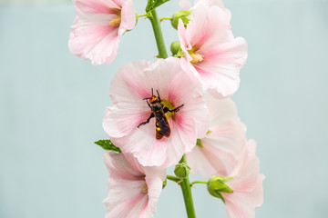 The scolia scoliidae insect sits on a pale pink mallow flower against a light background close-up. Horizontal orientation. High quality photo