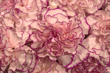 Closeup flower petals