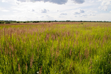 поле иван-чай