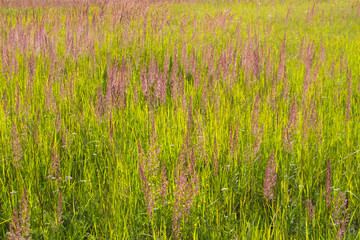 поле иван-чай