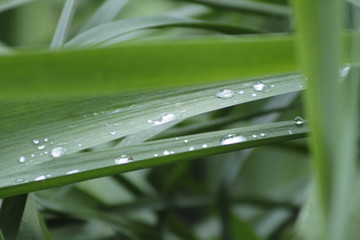 water drops on a grass