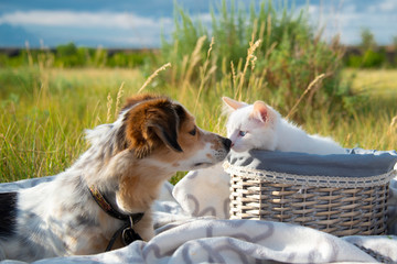 The dog touched its nose with a kitten in a basket - 372968981
