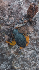 bug on the stone
