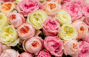 Man with bunch of pink and yellow roses. Young man holding a big bouquet of pink and yellow peonies roses in Women's day. Fresh roses flowers.