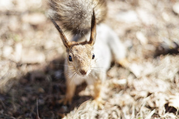 A cute grey squirrel sits on the Ground on all fours and looks directly into the camera with curiosity and interest, international animal day, international wildlife day