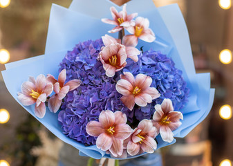 Beautiful bouquet of blue hydrangea and brownie tulips in woman's hands. The work of the florist at a flower shop. Beautiful fresh bouquet of brownie tulips and blue hydrangea. Flowers delivery.