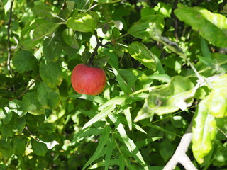 Single Bright Red Apple on a Branch