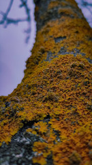 lichen on a tree