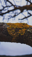 lichen on a tree