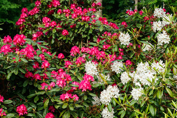 Fototapeta na wymiar Bush with pink and white rhododendron flowers in the park, Finland
