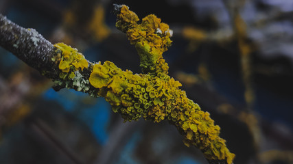 lichen on a tree