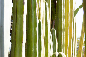 Jard&iacute;n etnobot&aacute;nico