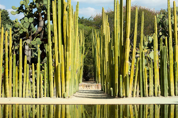 Jardín etnobotánico cactus