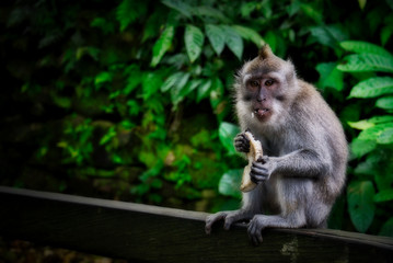 Naklejka na ściany i meble A funny little macaque with a tuft on his head, holds a banana in his mouth, sits on a stone fence and looks in surprise at the shot. Cute monkeys lives in Ubud Monkey Forest, Bali, Indonesia. 