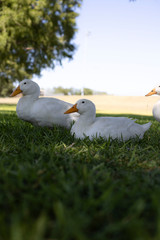 Ducks Laying in the Grass