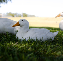 Ducks Laying in the Grass