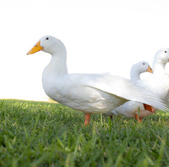 Obraz premium White Duck on Grass