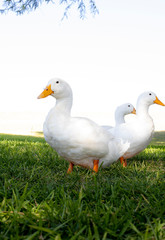 White Ducks on the Grass