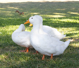 Ducks on the Grass