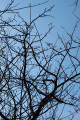 Ramas secas y cielo