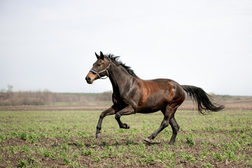 Beautiful horses gallop across the green field