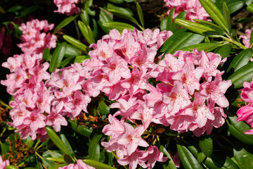 Pink rhododendron flowers in the park, Finland