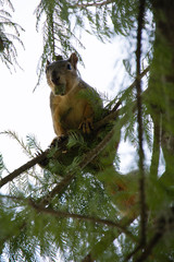 Squirrel Eating in a Tree
