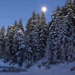 Forest under the moon
