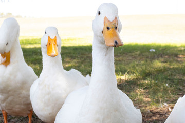 White Ducks on Green Grass