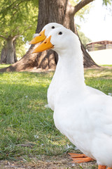 White Ducks on Green Grass