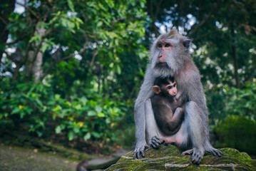 Naklejka na ściany i meble Monkey forest in Bali, ubud. Concept about nature and animals.