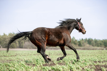Fototapeta na wymiar Beautiful horses gallop across the green field