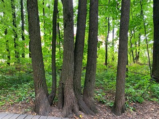  Tree trunks close-up. Atmospheric landscape. Eco tourism.