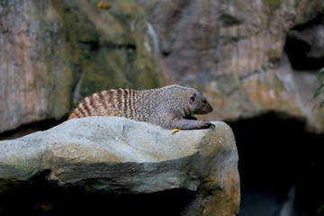 mongoose is sitting on rock blur background