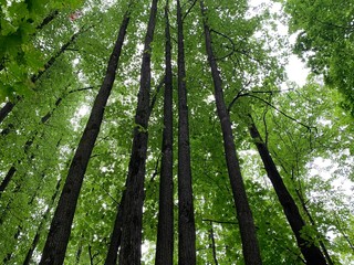  Tree trunks close-up. Atmospheric landscape. Eco tourism.