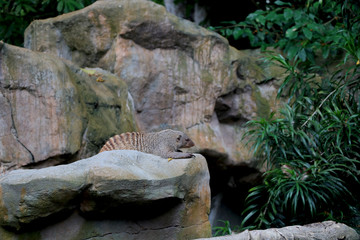 mongoose is sitting on rock blur background