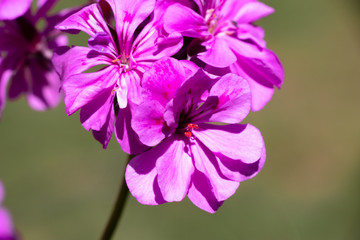 Fototapeta premium Purple Flowers