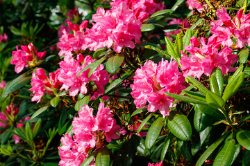 Pink rhododendron flowers in the park, Finland