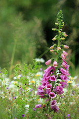 Naturnahe Gärten mit Wildblumen