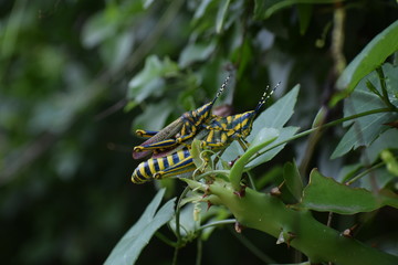 mating locusts(tiddi),the big-headed, ogre-eyed insects that breed in north and east Africa, particularly along the Nile,and in the Sahara desert. They wing their way to Sindh, where they breed again.