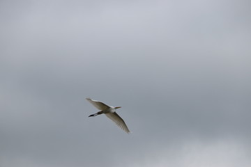 seagull in flight