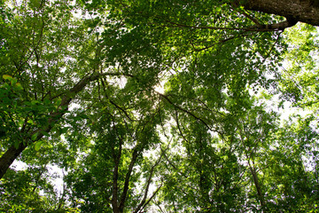 Point of view shot of the trees.