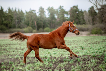 Beautiful horses gallop across the green field