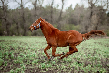 Beautiful horses gallop across the green field