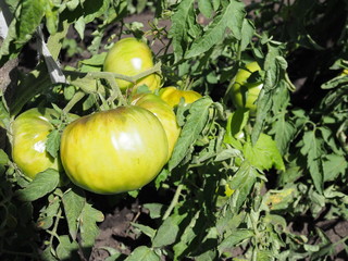 green tomatoes in the garden, in a greenhouse, soft focus